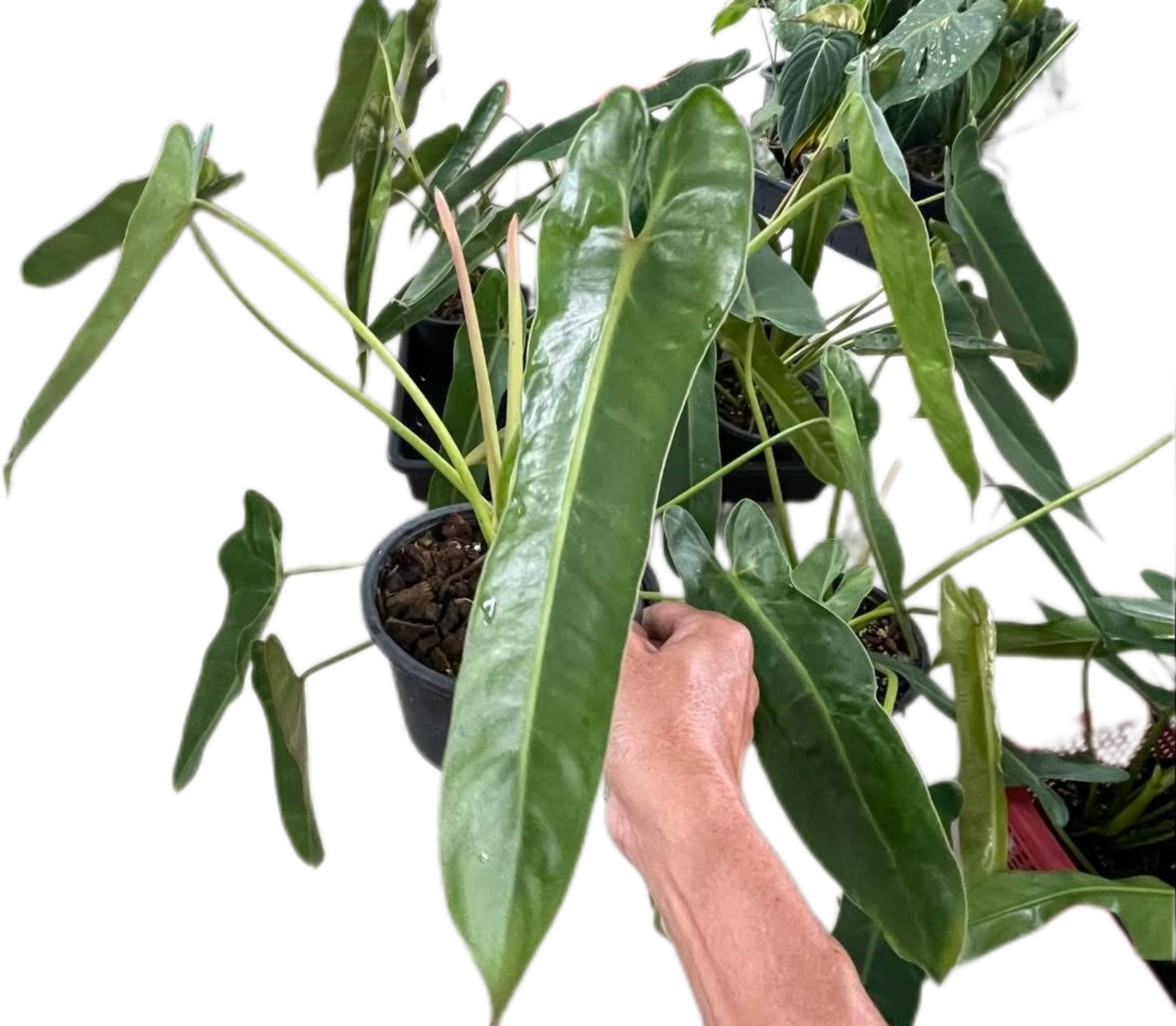 Philodendron Spiritus Sancti Wholesale Set of 10 Plants