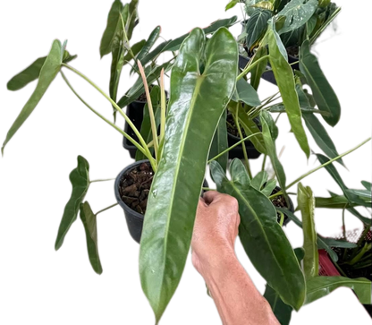 Philodendron Spiritus Sancti Wholesale Set of 10 Plants