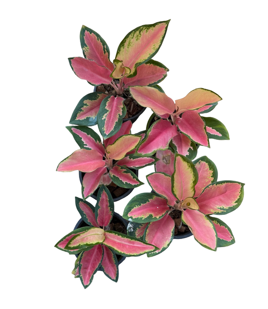 Aglaonema “Angel Wing” | Set of 3 Plants