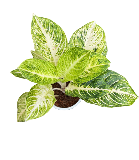 Aglaonema “White Andini” | Set of 3 Plants