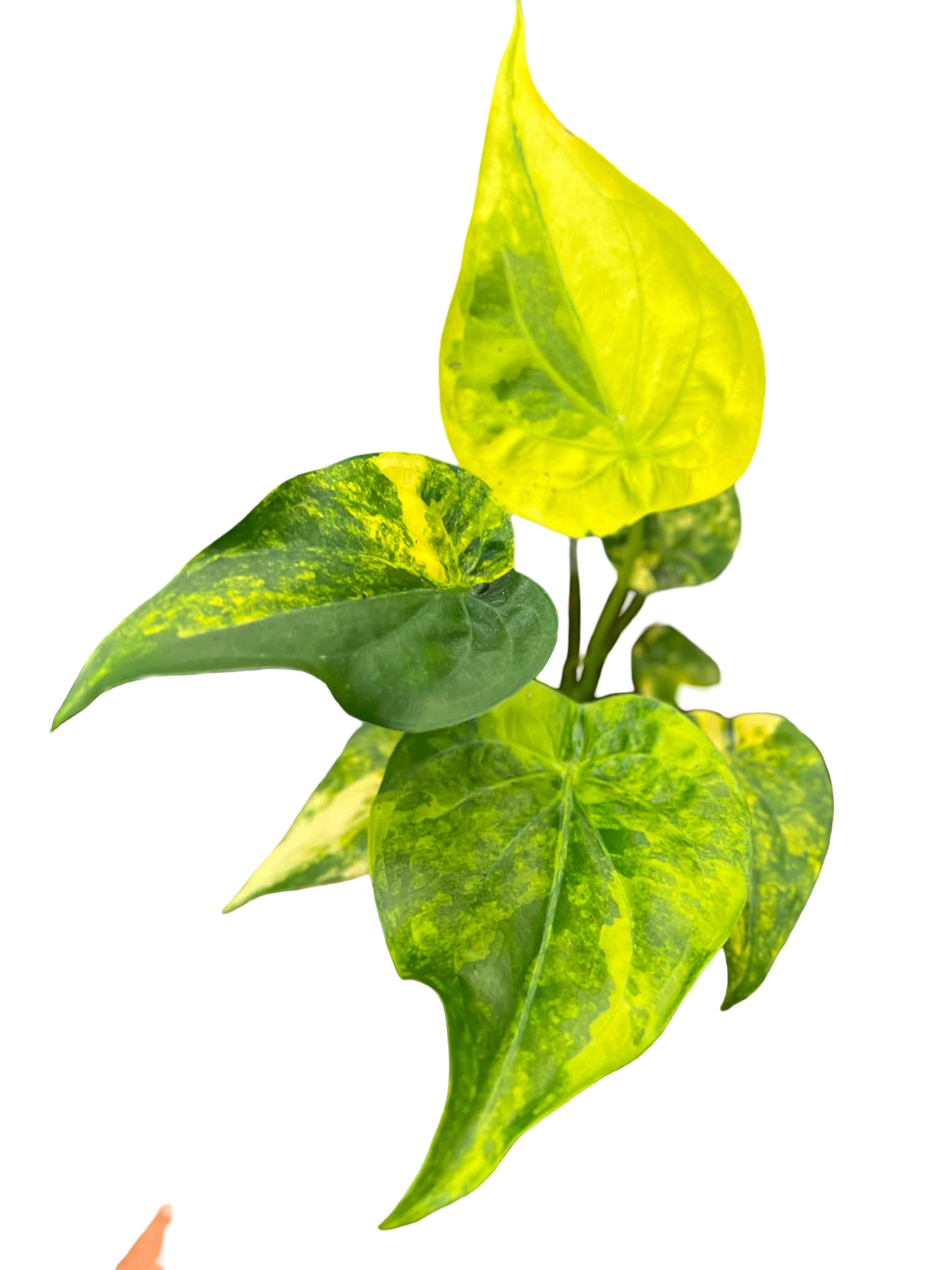 Alocasia Cucullata Aurea Variegata – Set of 10 Plants