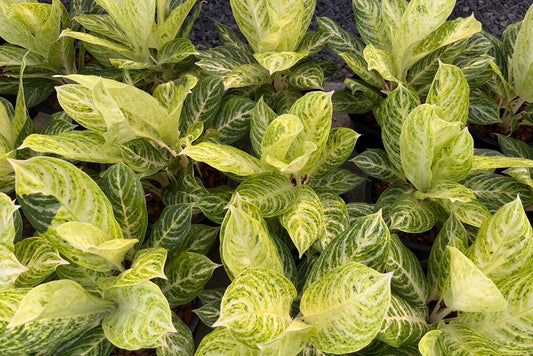 Aglaonema “White Moon” (2 Plants per Pot) | Set of 10 Pots (Copy)