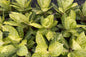 Aglaonema “White Moon” (2 Plants per Pot) | Set of 10 Pots