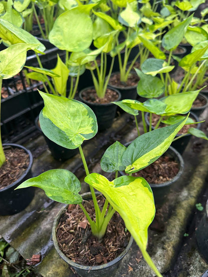 Alocasia Cucullata Aurea Variegata – Set of 10 Plants