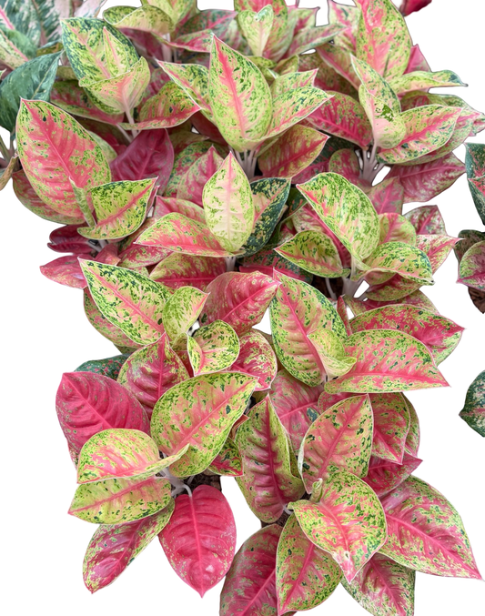 Aglaonema “Red Mahasethy” | Set of 10 Pots