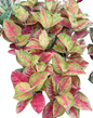 Aglaonema “Red Mahasethy” | Set of 10 Pots