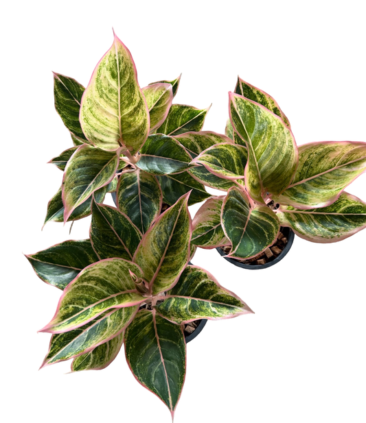 Aglaonema “Pinky Pie” | Set of 10 Pots