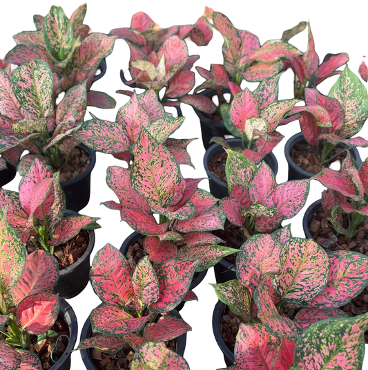 Aglaonema “Sexy Ruby” Size L | Set of 10 Pots