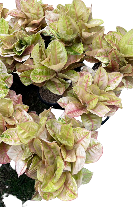 Aglaonema “Pink Ayu Mutation” Big Size (3 Plants per Pot) | Set of 3 Pots