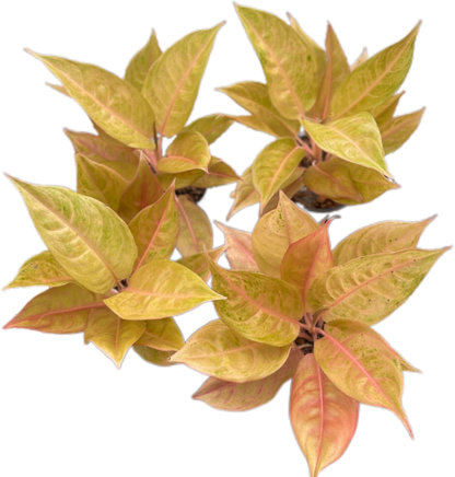 Aglaonema “Mulan” | Set of 10 Live Plants