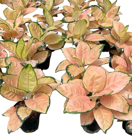 Aglaonema “Monalisa” Big Size | Set of 3 Pots