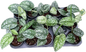 Scindapsus Jigsaw – Wholesale Set of 10 Plants