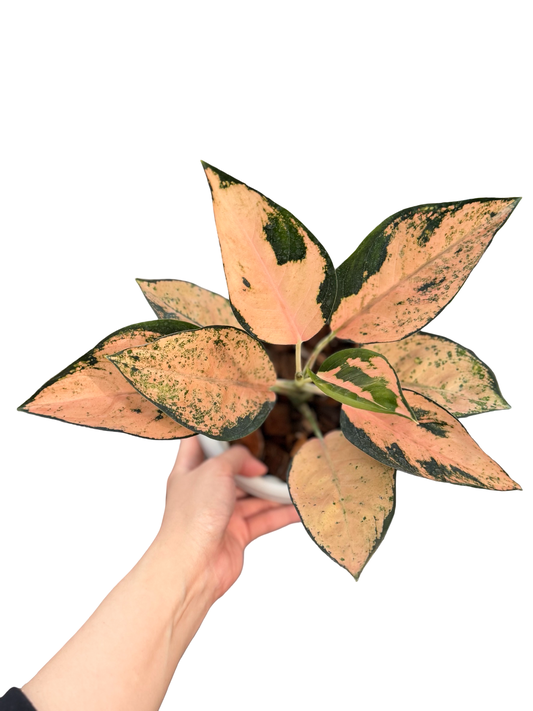 Aglaonema “Suksom Jai Pong” Narrow Leaf | Set of 3 Pots