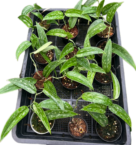 Scindapsus Green Army Narrow – Wholesale Set of 10 Plants: