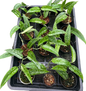 Scindapsus Green Army Narrow – Wholesale Set of 10 Plants: