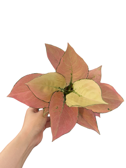 Aglaonema “Peach Kumfah” | Set of 5 Pots