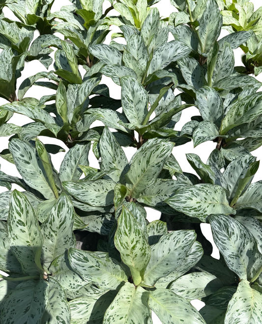 Aglaonema “Donatello” | Set of 10 Plants