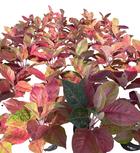 Aglaonema “Strawberry” | Set of 10 Plants