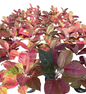 Aglaonema “Strawberry” | Set of 10 Plants