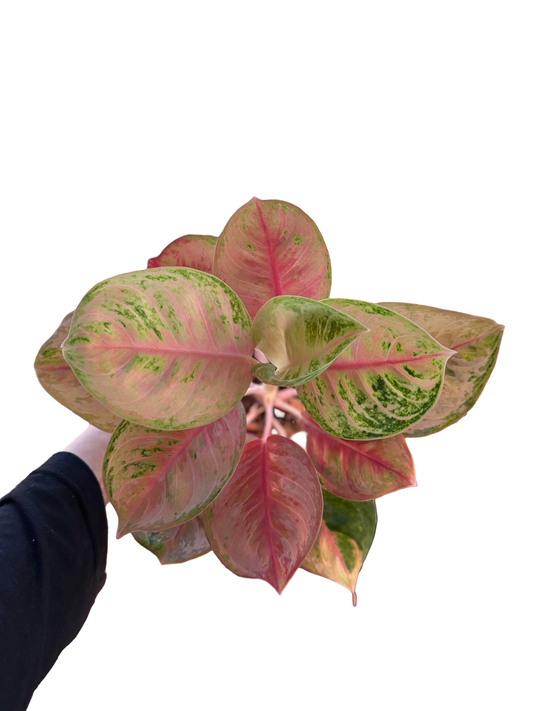 Aglaonema “Ferrari” | Set of 3 Plants