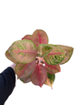 Aglaonema “Ferrari” | Set of 3 Plants