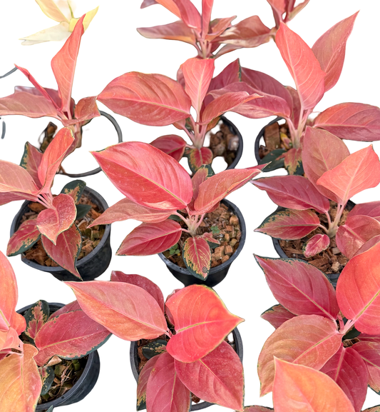 Aglaonema “Cochin” | Set of 5 Plants