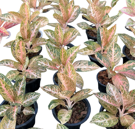 Aglaonema “Orange Widuri” | Set of 10 Plants