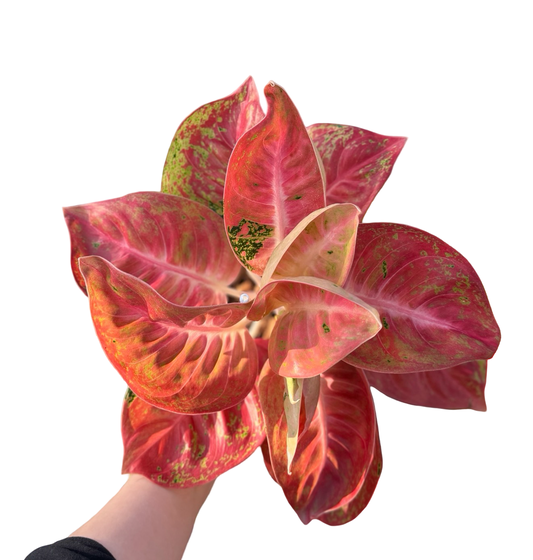 Aglaonema “Mahadewi” | Set of 3 Plants
