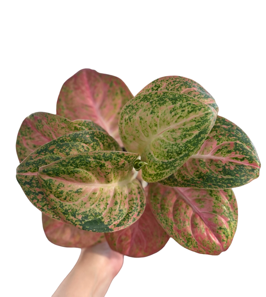 Aglaonema “Aden Bowl”
