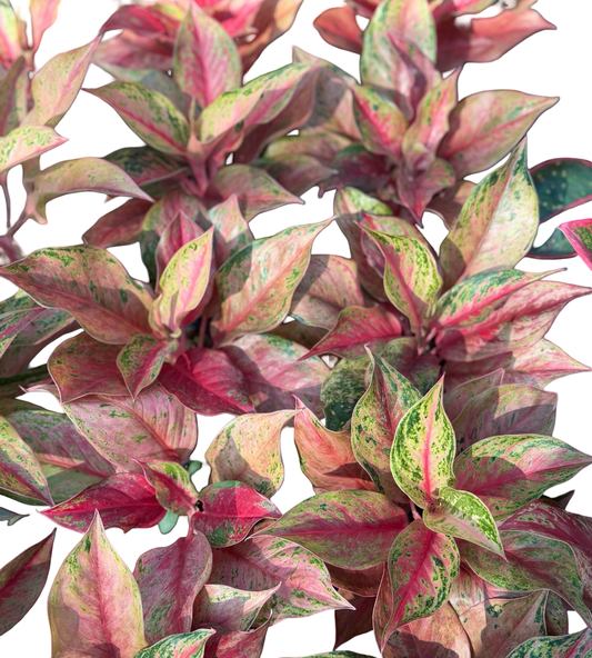 Aglaonema “Rope” | Set of 5 Plants