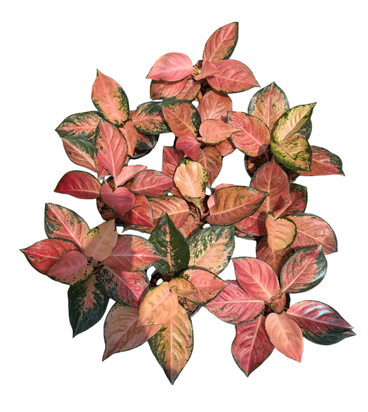 Aglaonema “Sugar Monster” | Set of 5 Plants