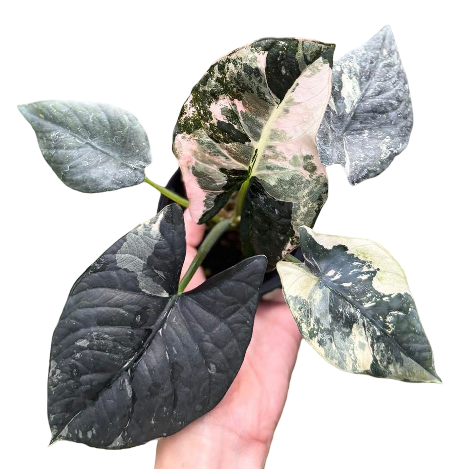 Alocasia reginae Albo/Pink Variegated
