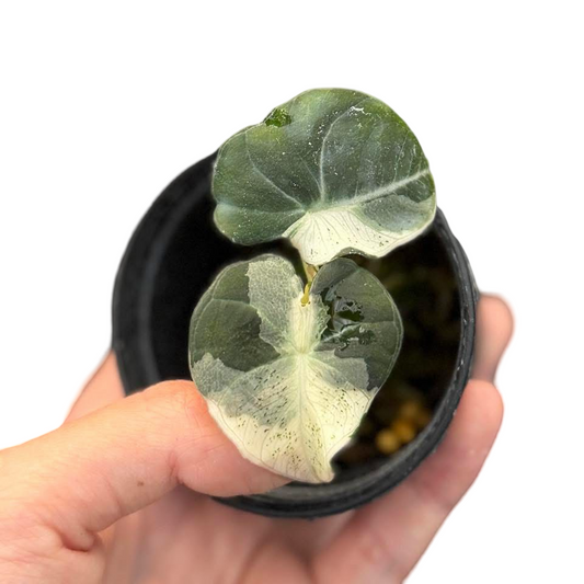 Alocasia Black Velvet “Dalmatian” Variegated