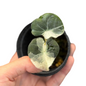Alocasia Black Velvet “Dalmatian” Variegated