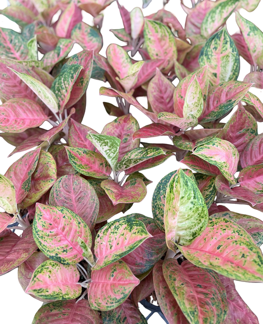 Aglaonema “Pink Aden” | Set of 5 Plants