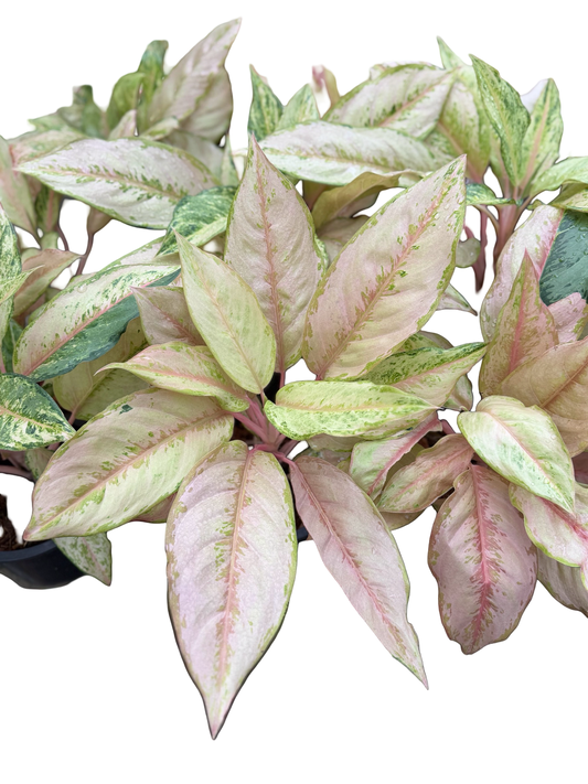 Aglaonema “Victoria” | Set of 10 Plants