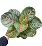 Aglaonema “Black Sombat Siam” | Set of 10 Plants