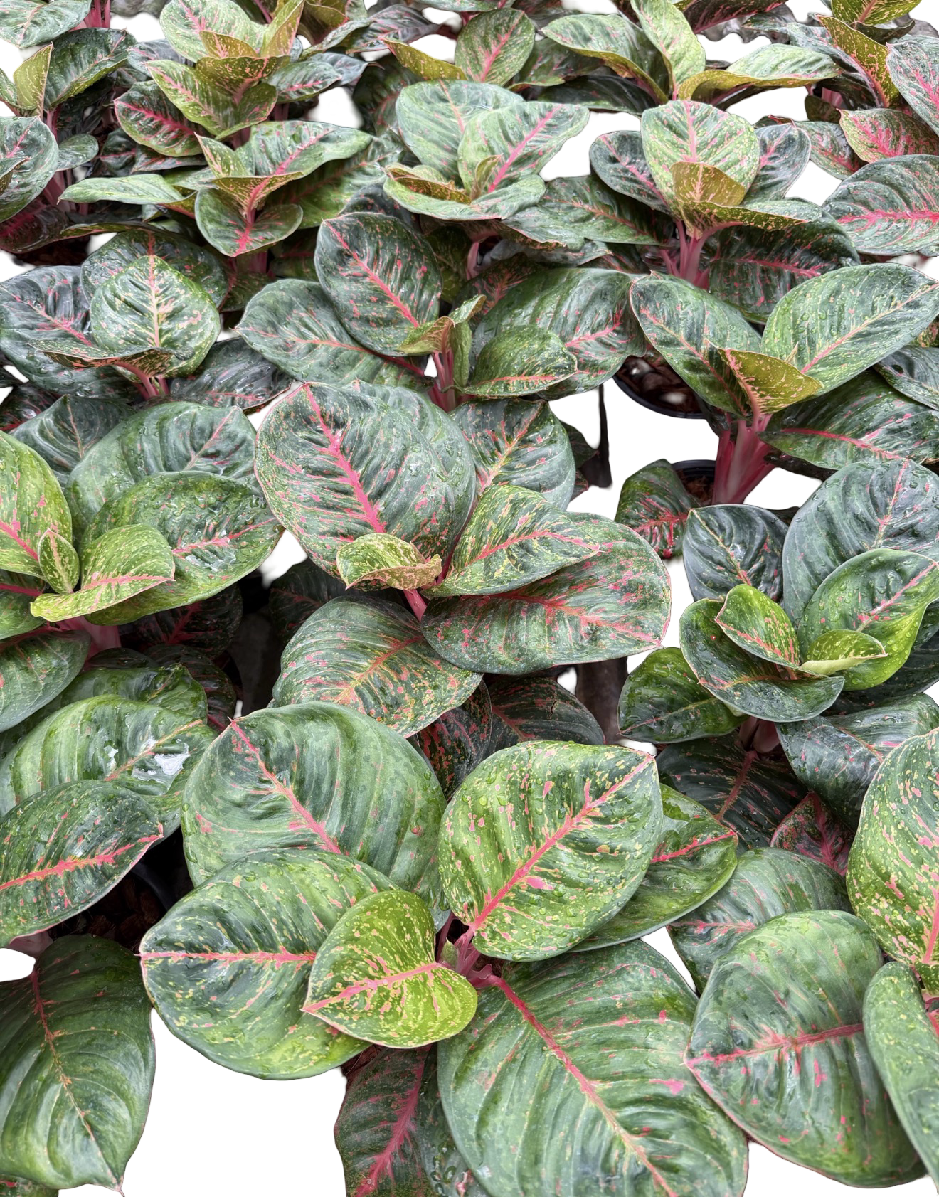 Aglaonema “Black Sombat Siam” | Set of 10 Plants