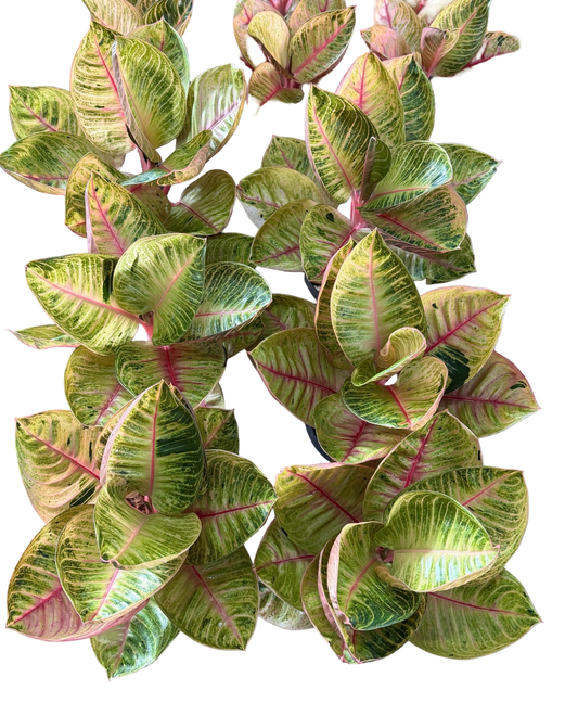 Aglaonema “King Pink Moonlight” | Set of 10 Plants