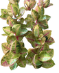 Aglaonema “King Pink Moonlight” | Set of 10 Plants