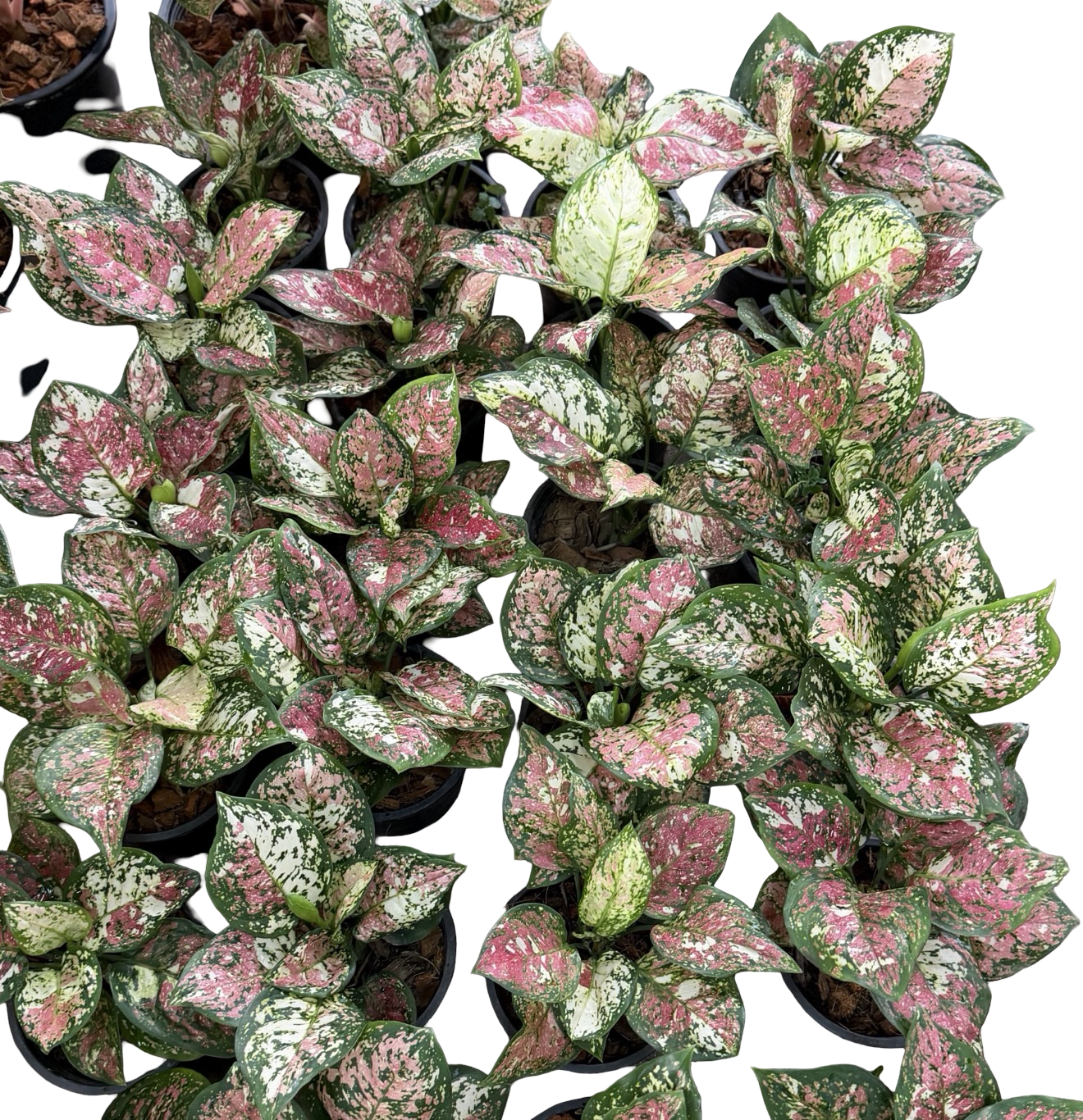 aglaonema pink tricolor Buy Aglaonema Anyamanee Tricolor (Bundle …