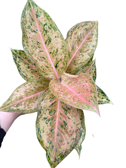 Aglaonema “Orange Goldstar” | Set of 10 Plants