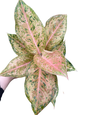 Aglaonema “Orange Goldstar” | Set of 10 Plants