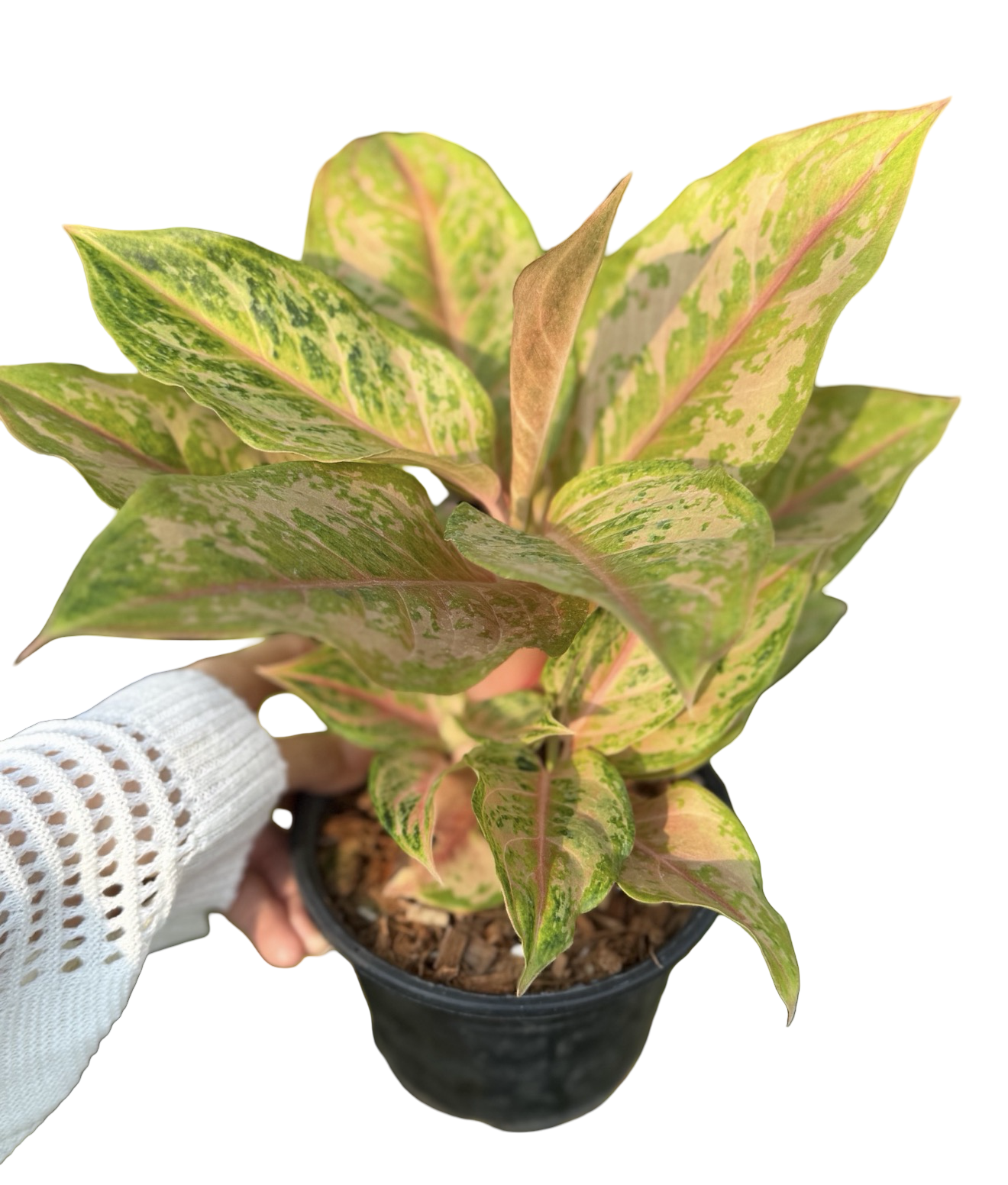 Aglaonema “Prakai Petch Thong” | Set of 10 Pots (Mother + Baby Plant in Each Pot)