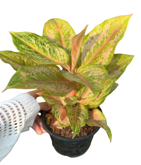 Aglaonema “Prakai Petch Thong” | Set of 10 Pots (Mother + Baby Plant in Each Pot)