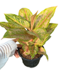 Aglaonema “Prakai Petch Thong” | Set of 10 Pots (Mother + Baby Plant in Each Pot)