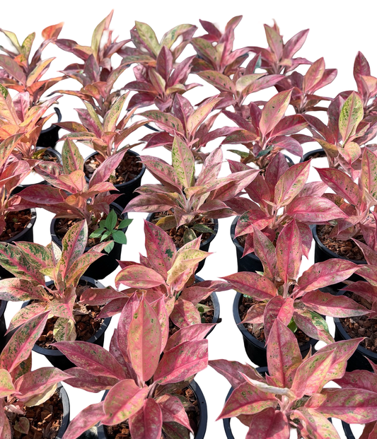 Aglaonema “Amarillia” | Set of 5 Plants