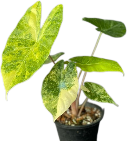 Alocasia “Pink Dragon” Aurea Variegated – Wholesale Set of 10 Plants