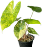 Alocasia “Pink Dragon” Aurea Variegated – Wholesale Set of 10 Plants