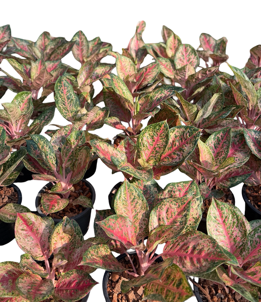 Aglaonema “Pink 9 Karat” | Set of 10 Plants